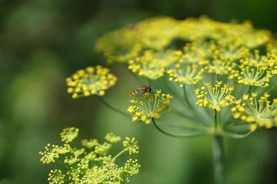 Close-up of butterfly pollinating on flower