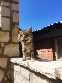 Cat sitting on retaining wall against clear sky