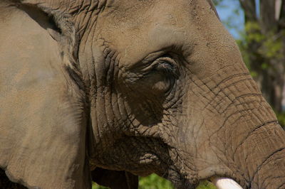 Close-up of elephant