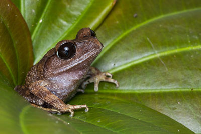 Close-up of frog on leaves