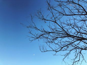 Low angle view of bare tree against blue sky