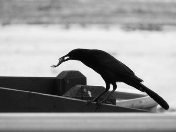 Close-up of bird perching on pole