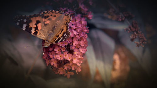 Close-up of butterfly pollinating on flower