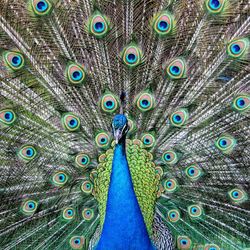 Close-up of peacock