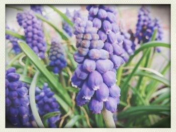 Close-up of purple flowers blooming