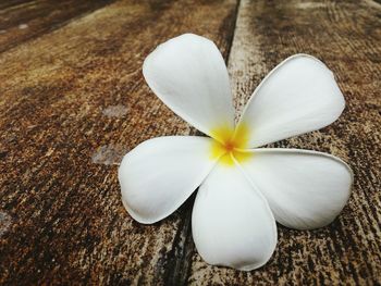 Close-up of white flowers