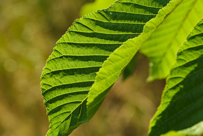 Close-up of green leaves