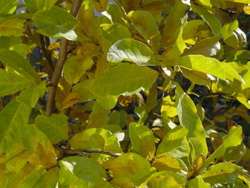 Low angle view of leaves