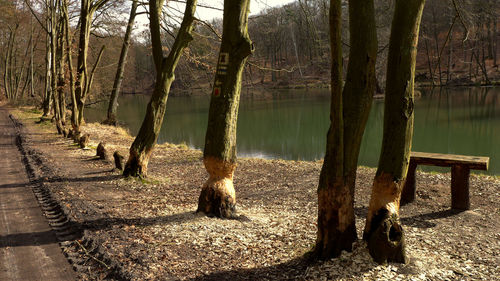 View of trees in forest