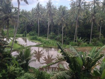 Scenic view of waterfall in forest