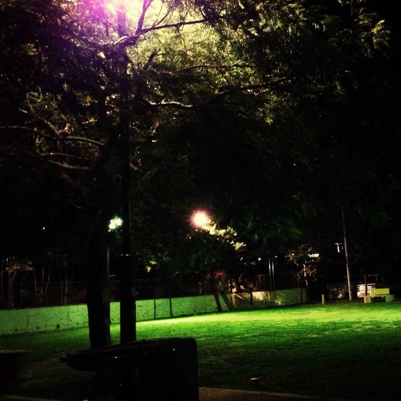 tree, grass, illuminated, park - man made space, green color, street light, night, lawn, growth, lighting equipment, tranquility, nature, park, built structure, sunlight, branch, bench, building exterior, outdoors, architecture