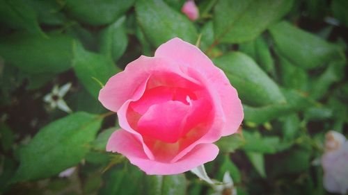 Close-up of pink rose