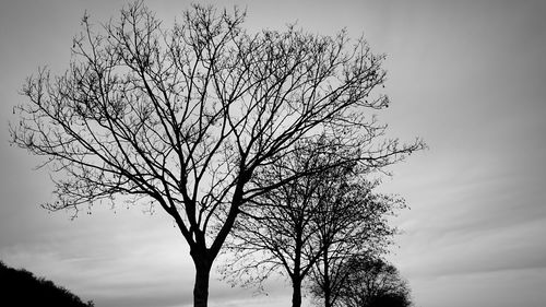 Low angle view of silhouette tree against sky