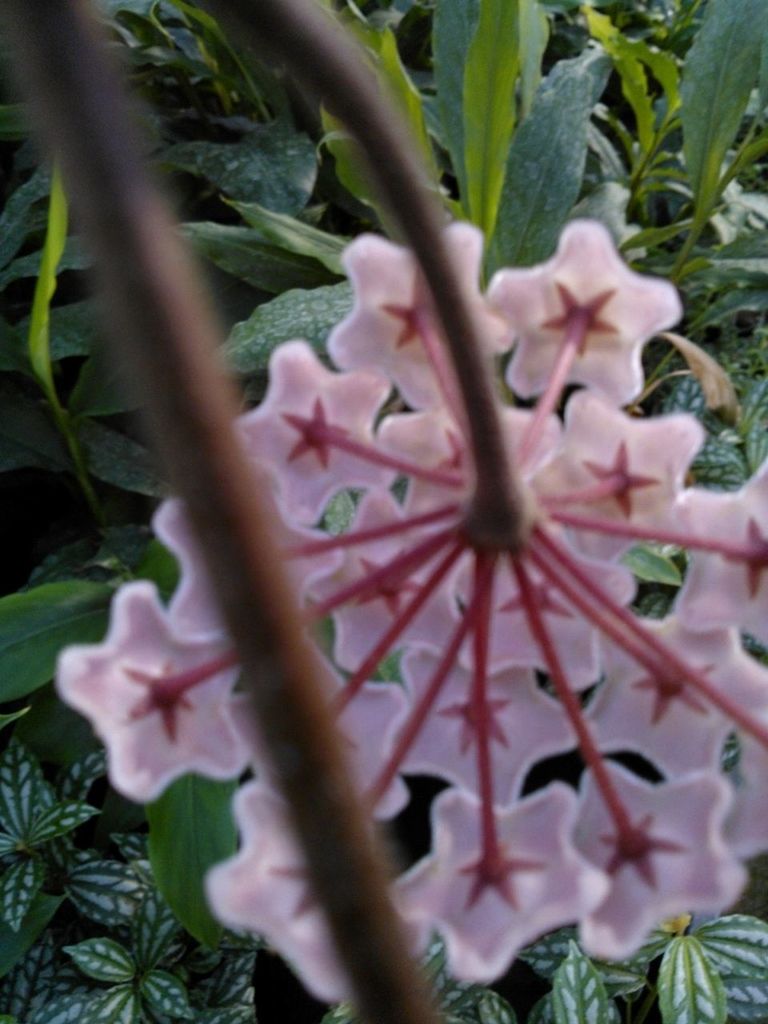 flower, growth, freshness, fragility, plant, beauty in nature, leaf, nature, petal, close-up, pink color, flower head, blooming, focus on foreground, park - man made space, in bloom, outdoors, botany, high angle view, day