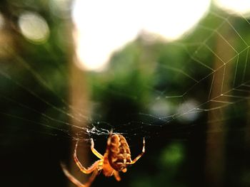 Close-up of spider on web