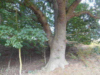 Trees growing in sunlight