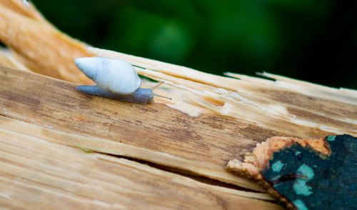 High angle view of insect on wood