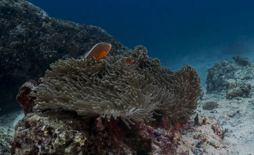 Close-up of coral in sea