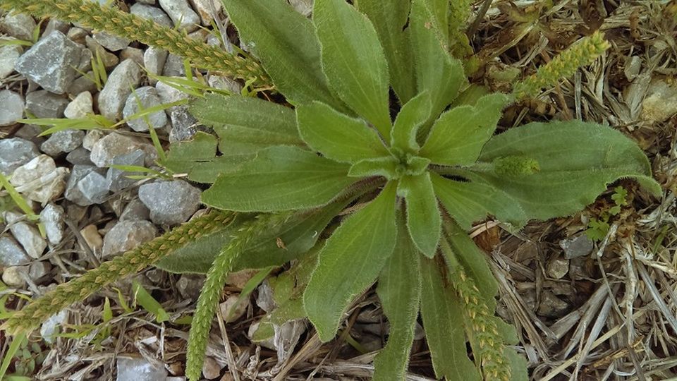 FULL FRAME SHOT OF FRESH GREEN PLANT