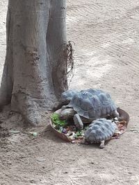 High angle view of a turtle in the ground