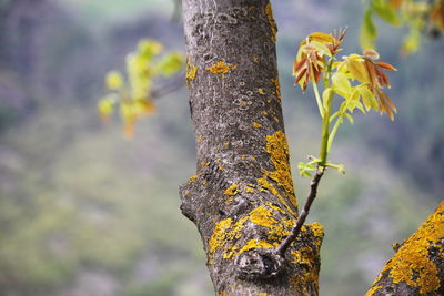 Close-up of tree trunk