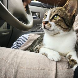 Full length of cat sitting on car