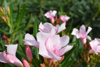 Close-up of pink flowering plants on field