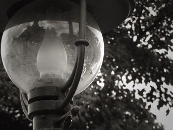 Close up of plant against blurred background