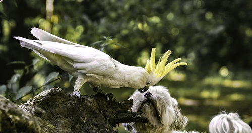 Close-up of cockatoo and dog