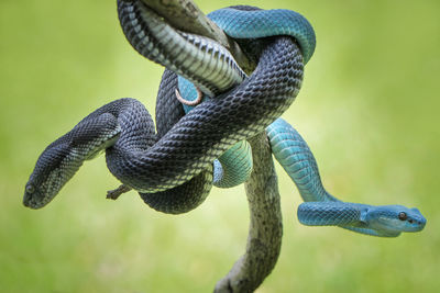 Close-up of lizard on tree