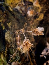 Close-up of dried plant on field