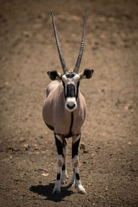 Gemsbok stands on stony ground facing camera