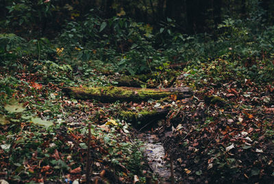 Plants growing on tree