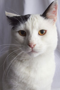 pet