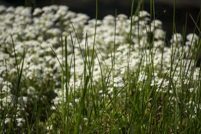 Close-up of fresh plants on field