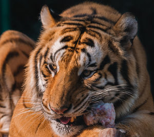 Close-up of cat in zoo