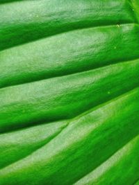 Full frame shot of green leaves