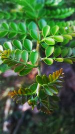 Close-up of plant