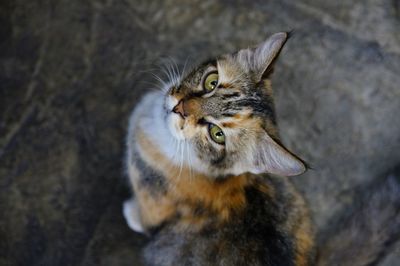 Close-up portrait of a cat looking away