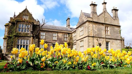 Yellow flowers against built structure