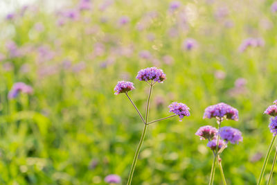 Purple verbena bonariensis flower in garden and soft sunlight. flowers blooming in spring summer