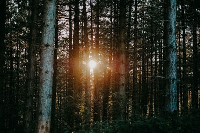 Sunlight streaming through trees in forest