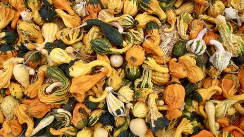 Full frame shot of dry leaves