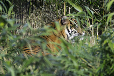 Tiger in grass