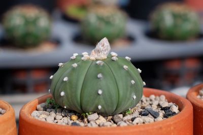 Cactus in a pot