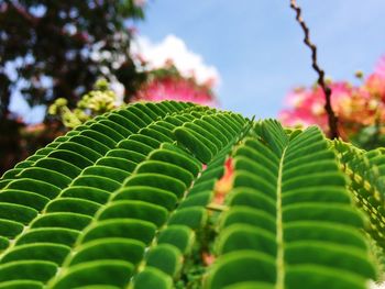 Close-up of green leaves