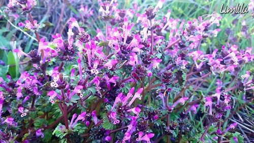 Close-up of purple flowers blooming in field