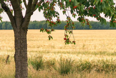 Plants growing on field