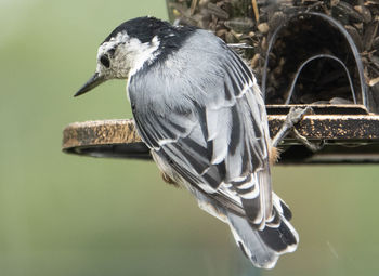 Looking down from the feeder.