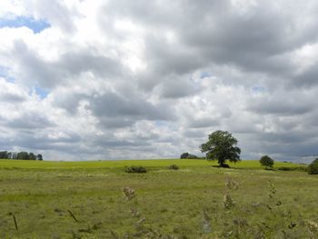 Scenic view of field against sky